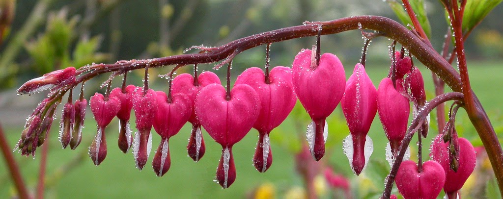 Bleeding heart - the flower